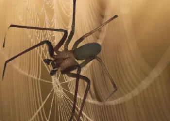 ¿Cuántas especies de araña violinista hay en México?