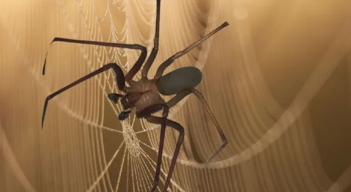 ¿Cuántas especies de araña violinista hay en México?