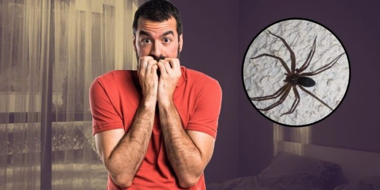 Araña violinista en México: estos son los síntomas de alerta tras su picadura