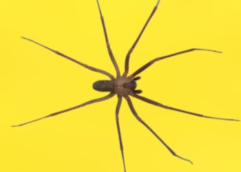 ¿Cuáles son las 5 regiones mexicanas donde habita la araña violinista?