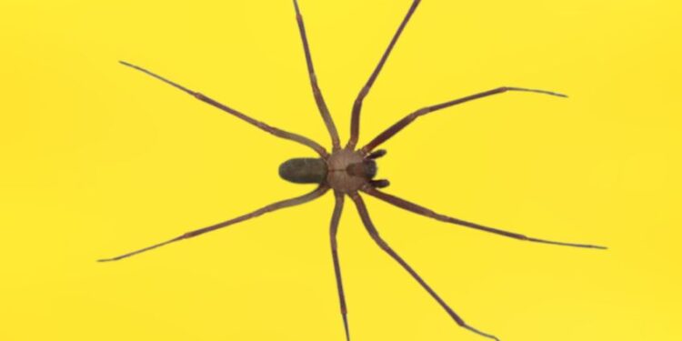 ¿Cuáles son las 5 regiones mexicanas donde habita la araña violinista?