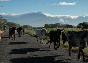 Confía Sheinbaum en reapertura de frontera para exportación de ganado mexicano a EU