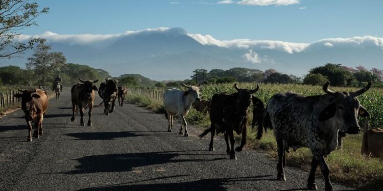 Confía Sheinbaum en reapertura de frontera para exportación de ganado mexicano a EU