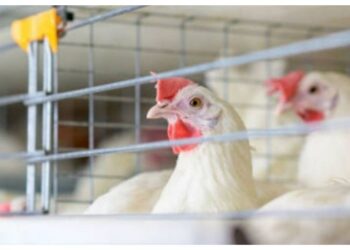México suspende importaciones de pollo y huevo de Brasil por gripe aviar