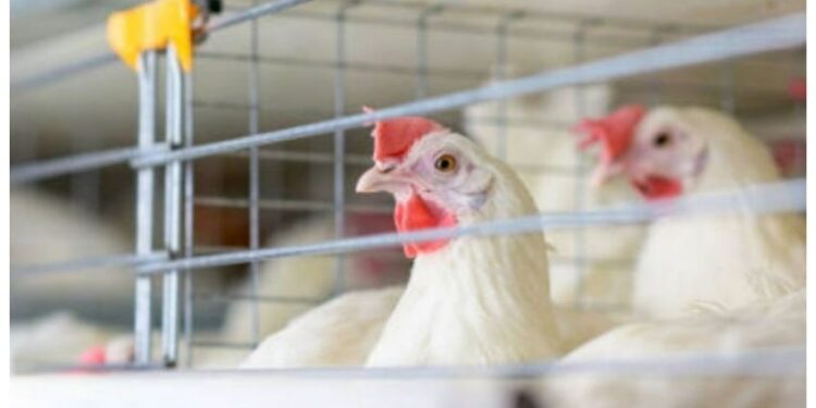 México suspende importaciones de pollo y huevo de Brasil por gripe aviar