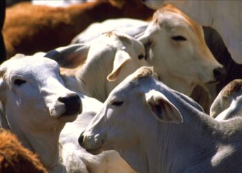 En los últimos seis meses, ganaderos del sur de Mazatlán han tenido que vender cerca de 5 mil reses