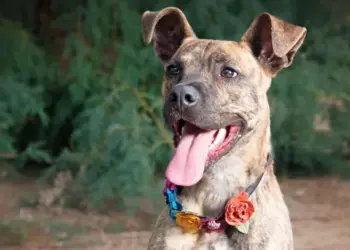  ¿Los criollitos o mestizos viven más tiempo que los perros de raza? Esta es su esperanza de vida