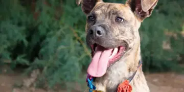  ¿Los criollitos o mestizos viven más tiempo que los perros de raza? Esta es su esperanza de vida