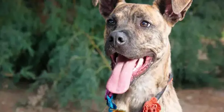  ¿Los criollitos o mestizos viven más tiempo que los perros de raza? Esta es su esperanza de vida