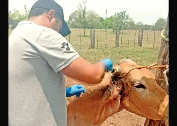 Corre gusano barrenador sin distingo de especies; pega a 2 gatos y un búfalo de agua