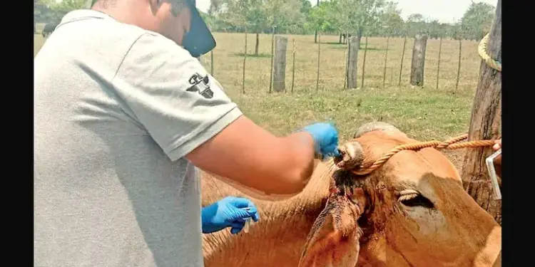 Corre gusano barrenador sin distingo de especies; pega a 2 gatos y un búfalo de agua