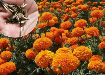 ¿Cuándo sembrar cempasúchil? Esta es la fecha exacta para que florezca en noviembre