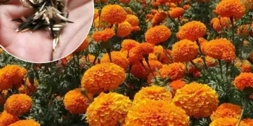 ¿Cuándo sembrar cempasúchil? Esta es la fecha exacta para que florezca en noviembre