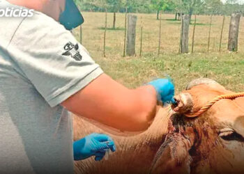 Corre gusano barrenador sin distingo de especies; pega a 2 gatos y un búfalo de agua