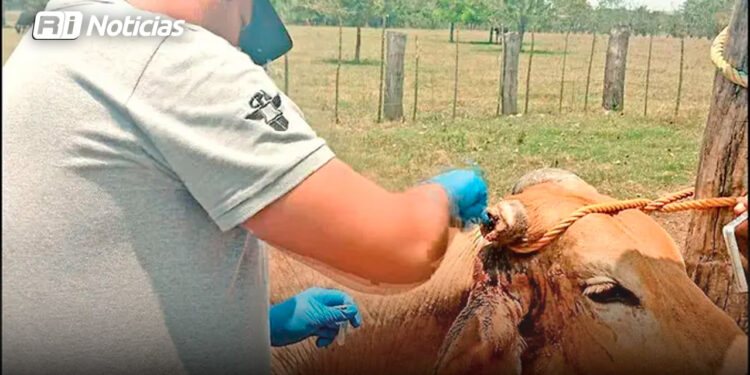 Corre gusano barrenador sin distingo de especies; pega a 2 gatos y un búfalo de agua