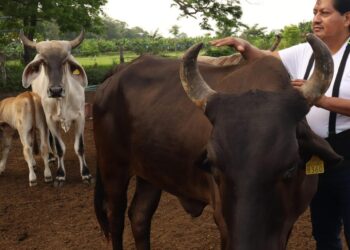 México suma 17 casos de miasis por gusano barrenador