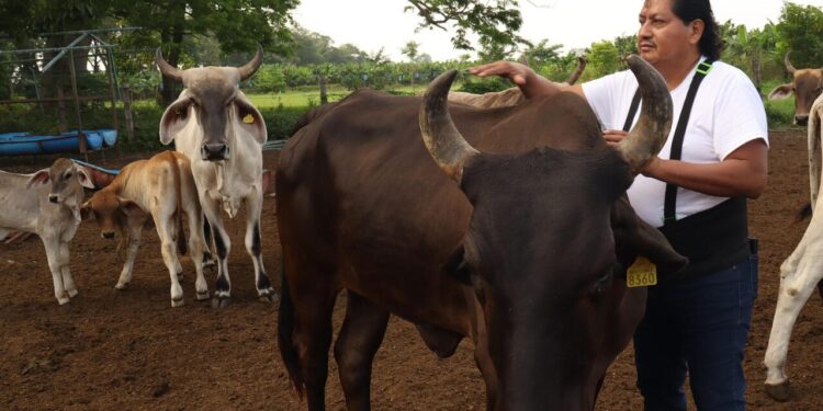 México suma 17 casos de miasis por gusano barrenador