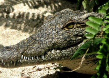 Cocodrilo ataca a un niño de 10 años en La Peñita de Jaltemba, Nayarit