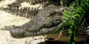 Cocodrilo ataca a un niño de 10 años en La Peñita de Jaltemba, Nayarit