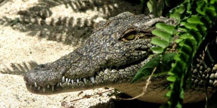 Cocodrilo ataca a un niño de 10 años en La Peñita de Jaltemba, Nayarit