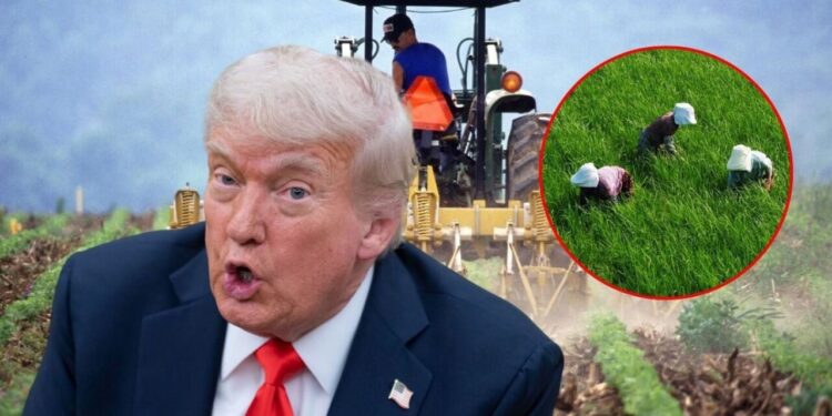 Trump dice que solo busca deportar a criminales; no quiere “Que las granjas quiebren”