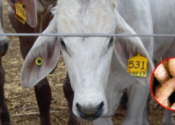 EU reabre sus fronteras al ganado mexicano tras cierres por gusano barrenador