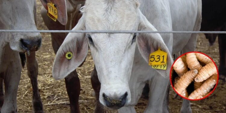 EU reabre sus fronteras al ganado mexicano tras cierres por gusano barrenador