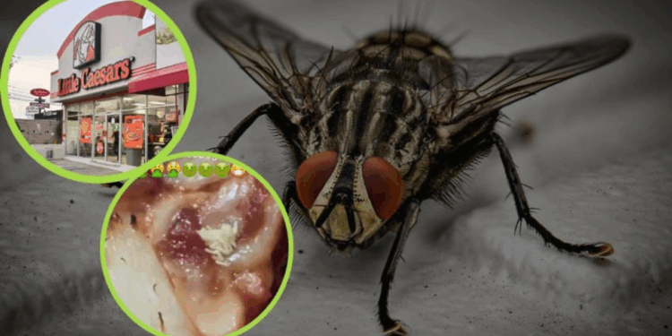 Exhiben pizza de Little Caesars con huevos de mosca y se hace viral: “Pensé que era queso”