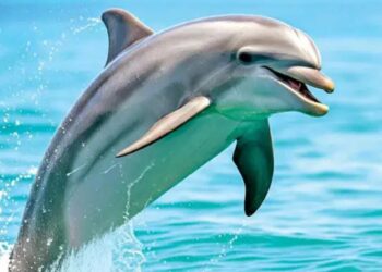 Prohíben mamíferos marinos en shows; Senado de la República