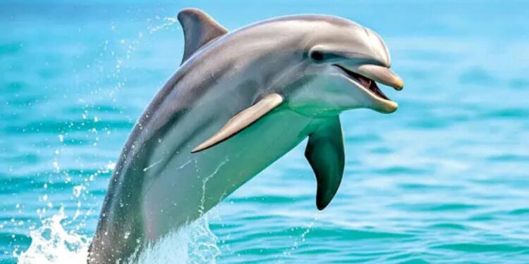 Prohíben mamíferos marinos en shows; Senado de la República