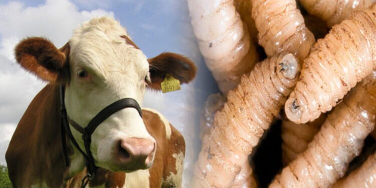 EE.UU. anuncia plan contra el gusano barrenador; México prevé reanudar exportación de ganado