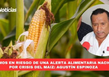 “Estamos en riesgo de una alerta alimentaria nacional”, por crisis del maíz: Agustín Espinoza