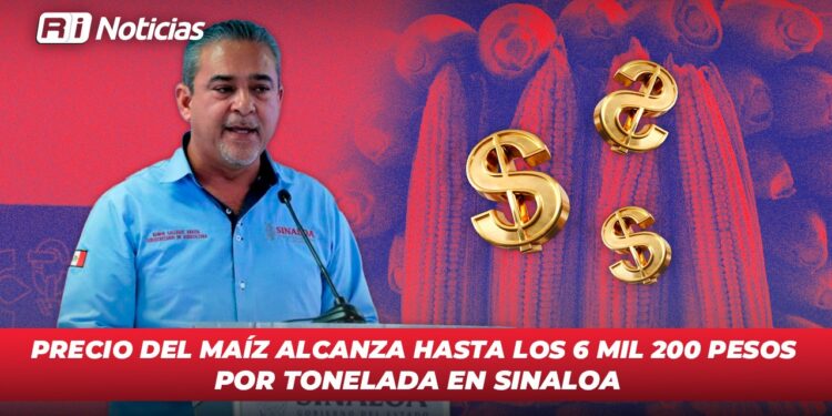 Precio del maíz alcanza hasta los 6 mil 200 pesos por tonelada en Sinaloa