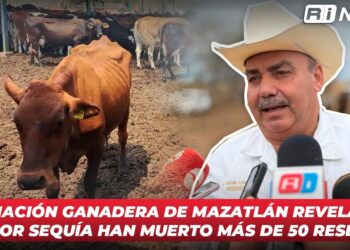 Asociación Ganadera de Mazatlán revela que por sequía han muerto más de 50 reses