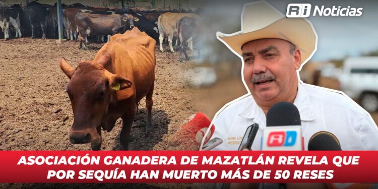 Asociación Ganadera de Mazatlán revela que por sequía han muerto más de 50 reses