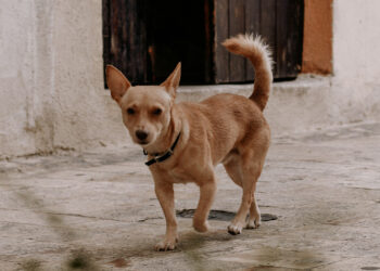 Mascotas también requieren CURP; multa por no tramitarla es de 2 mil pesos
