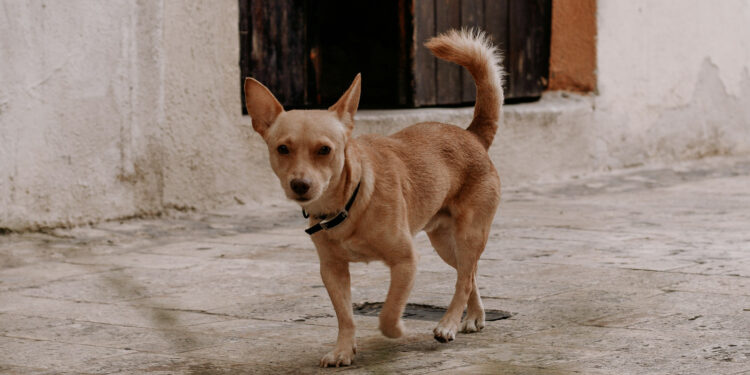 Mascotas también requieren CURP; multa por no tramitarla es de 2 mil pesos