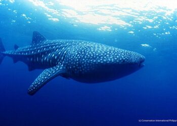 Documental busca concienciar de las amenazas del tiburón ballena en México