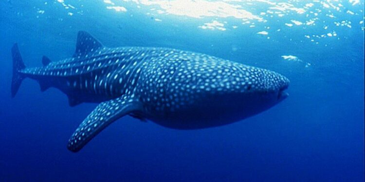 Documental busca concienciar de las amenazas del tiburón ballena en México