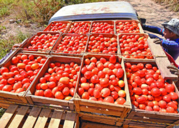 Cuota antidumping: ¿Qué es y cómo afecta al jitomate mexicano por medidas del gobierno de Trump?