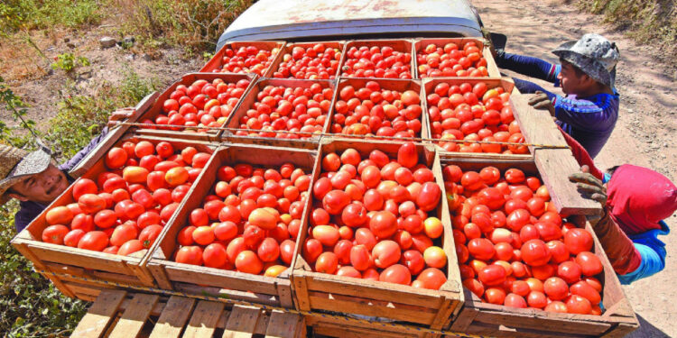 Cuota antidumping: ¿Qué es y cómo afecta al jitomate mexicano por medidas del gobierno de Trump?
