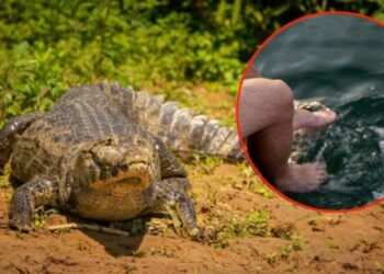 Caimán ataca a un hombre y lo mata en Culiacán; así fue la brutal agresión que lo dejó sin vida