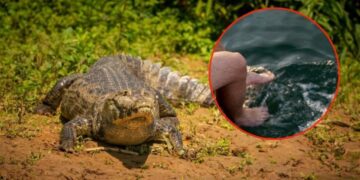 Caimán ataca a un hombre y lo mata en Culiacán; así fue la brutal agresión que lo dejó sin vida