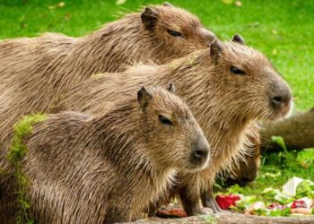 Día del Capibara: Los roedores más amistosos y ahora, peluches de moda