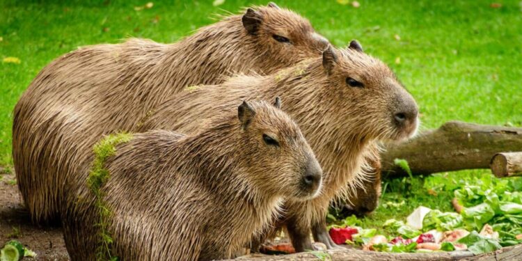 Día del Capibara: Los roedores más amistosos y ahora, peluches de moda