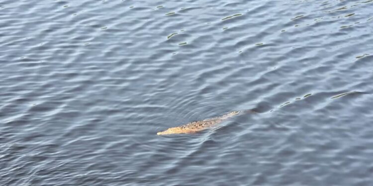 Adolescente cae de un puente y es devorado por cocodrilos en Lázaro Cárdenas, Michoacán; vacacionaba con su familia