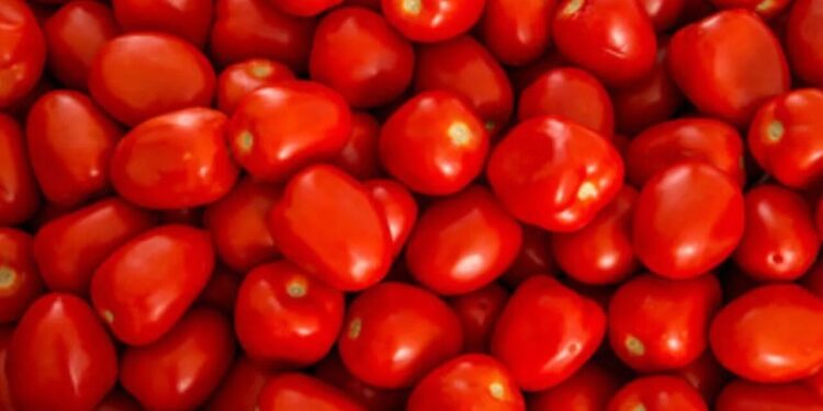 Estiman 47 mil empleos en riesgo en EE.UU. por arancel al jitomate mexicano