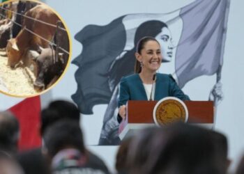 Sheinbaum celebra reapertura de frontera a importación de ganado por gusano barrenador: “Somos muy persistentes”