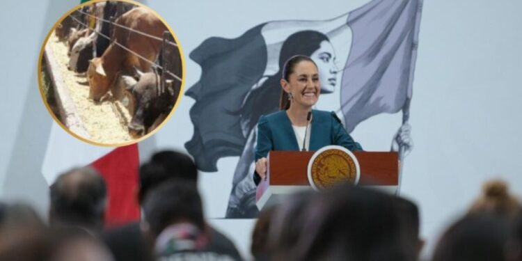 Sheinbaum celebra reapertura de frontera a importación de ganado por gusano barrenador: “Somos muy persistentes”