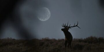 Luna de Ciervo: ¿A qué hora verla en México?